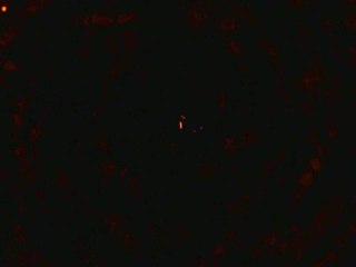 Spectrobes : Balade en vaisseau