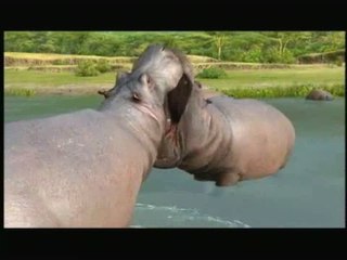 Afrika : Spot japonais