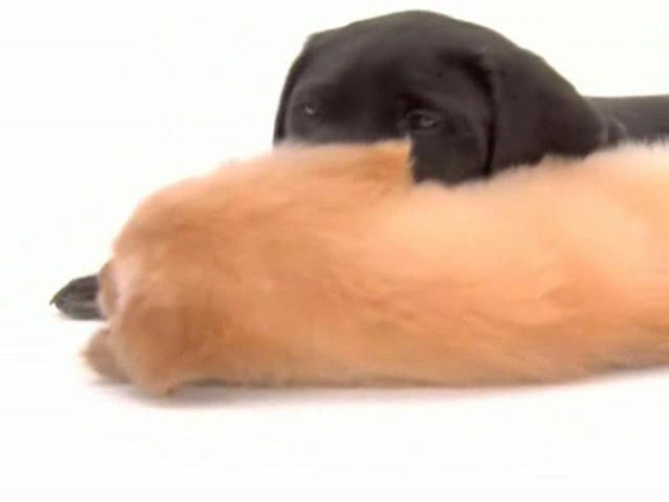 Dogz : Trailer espagnol