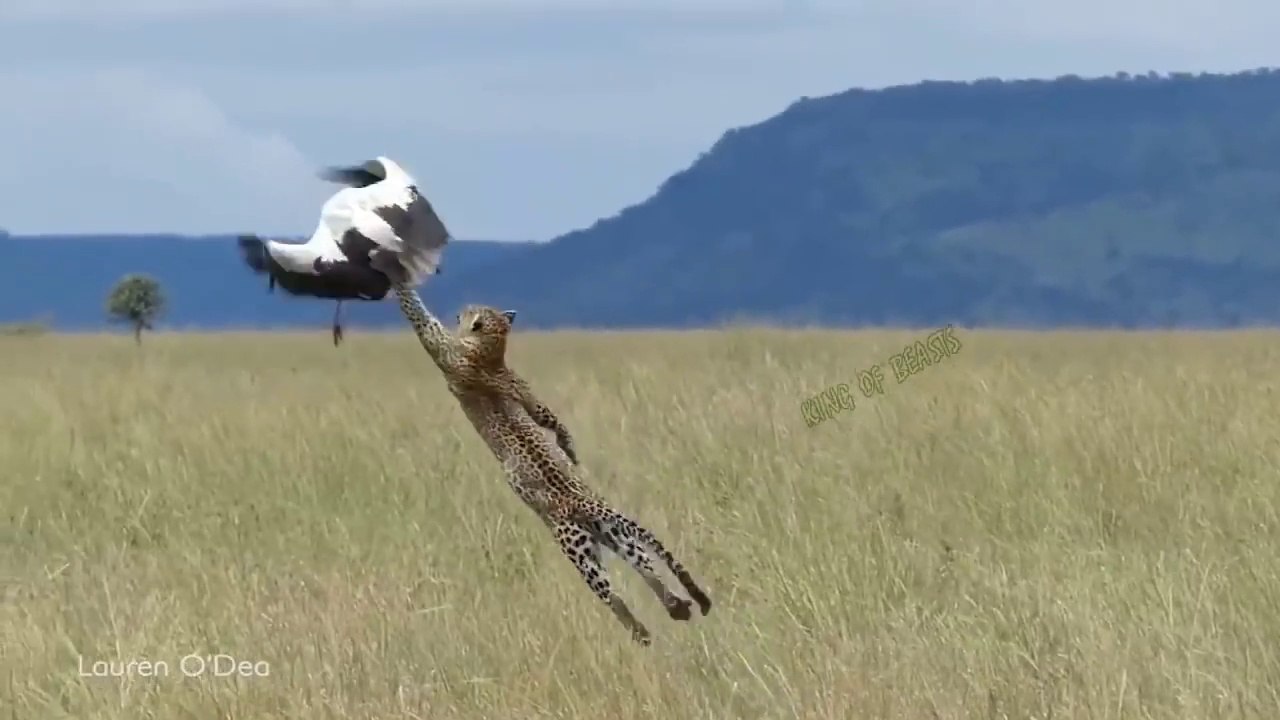 Amazing... The Ferocious Mother Bird Rushes To Attack Leopard To Protect Her Baby Birds In The Tree