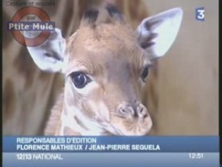 Mme Girafe et ses girafons