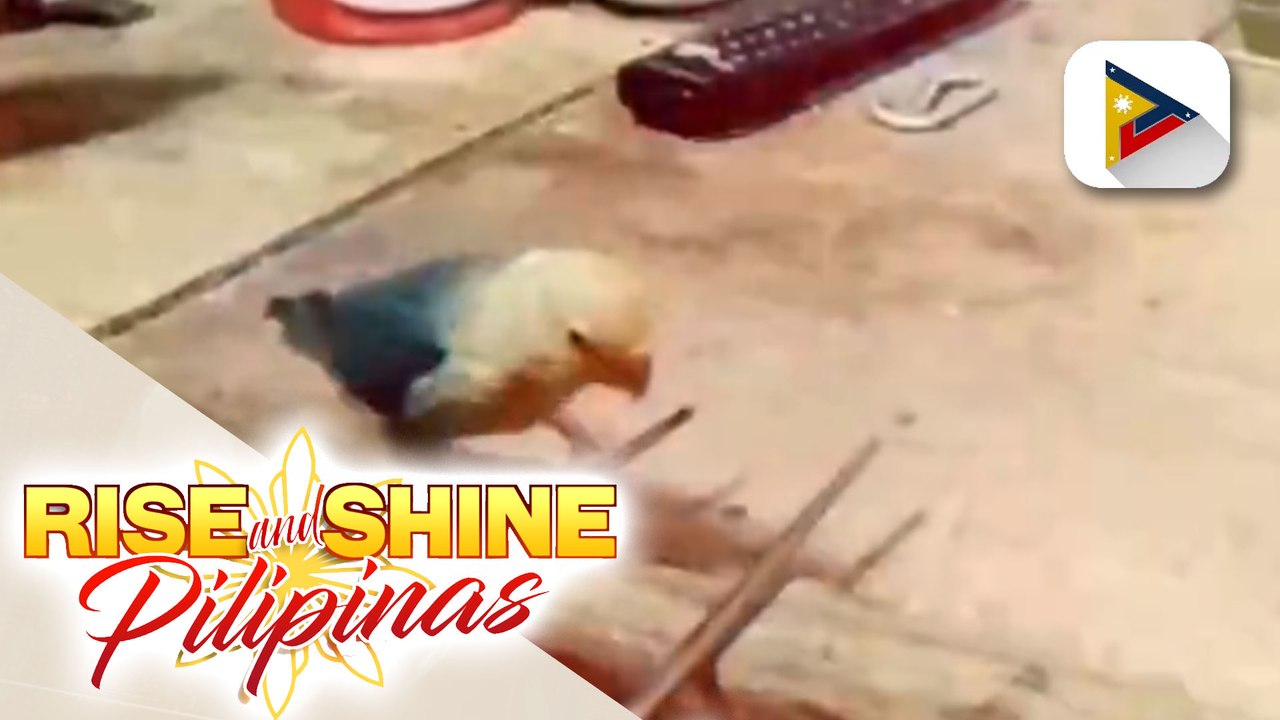 Dada the African love bird;   Makipagkulitan kasama si Dada the African love bird