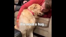 Funny and Cute golden retriever Puppies Compilation #4 - Cutest Golden Puppies