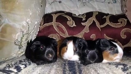 BABY CAVIA PORCELLUS PIXIE CLOVER PIXIE CLOVER 20210330_065752