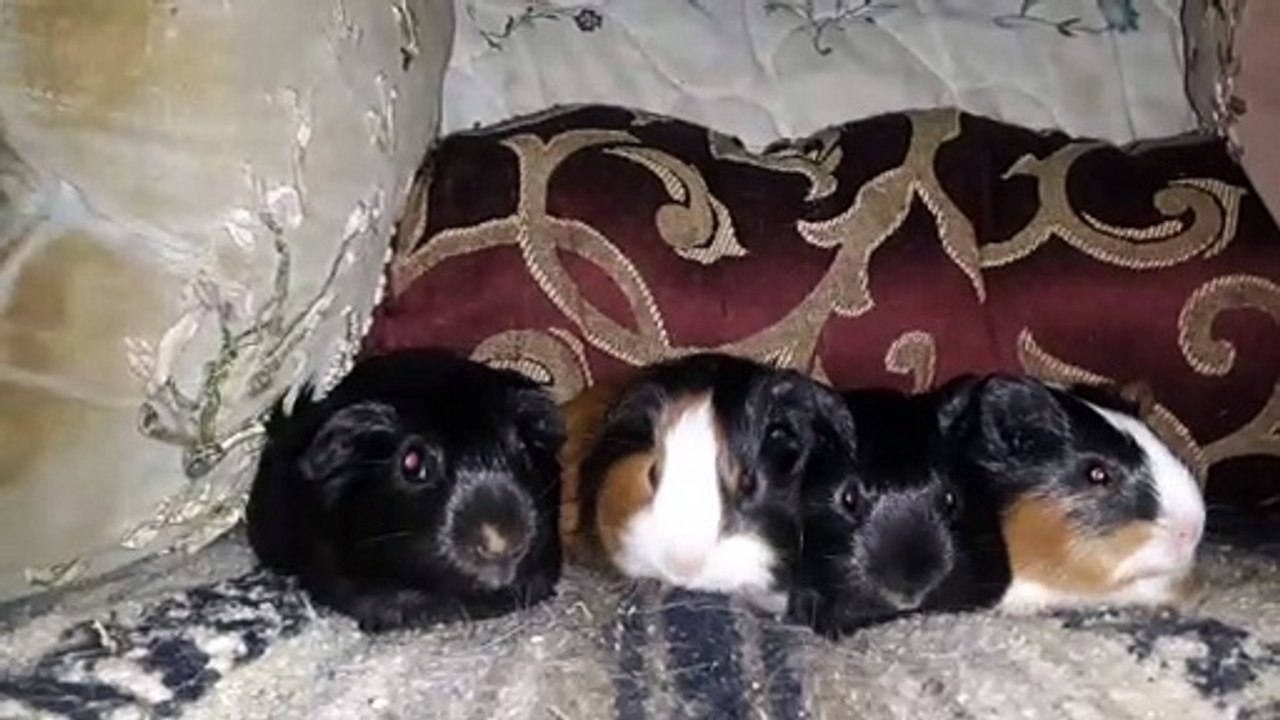 BABY CAVIA PORCELLUS PIXIE CLOVER PIXIE CLOVER 20210330_065752
