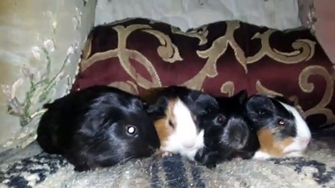 BABY CAVIA PORCELLUS PIXIE CLOVER PIXIE CLOVER 20210330_065807