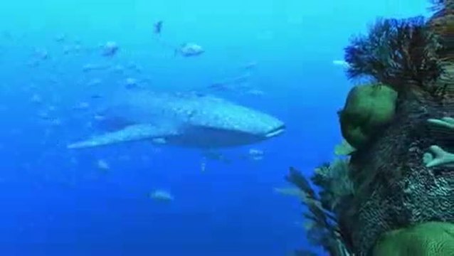 Aqua Vita : Dans les fonds marins