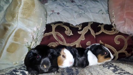 BABY CAVIA PORCELLUS PIXIE CLOVER PIXIE CLOVER 20210330_070244