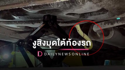 งูสิงมุดเข้าไปใต้ท้องรถเชื่อมาให้โชค ส่องทะเบียนพบเลขเดียวกับอายุ “ลุงตู่” |HOTSHOTเดลินิวส์30/03/65