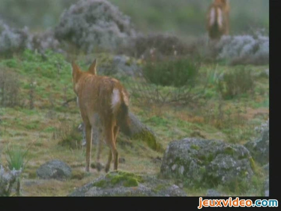 Safari Adventures : Afrique :