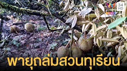 พายุถล่มสวนทุเรียนเสียหาย 20 ตัน เจ้าของเข่าทรุดลูกกำลังโตสูญ 5 ล้าน | ข่าวเที่ยงอมรินทร์ |30มี.ค.65