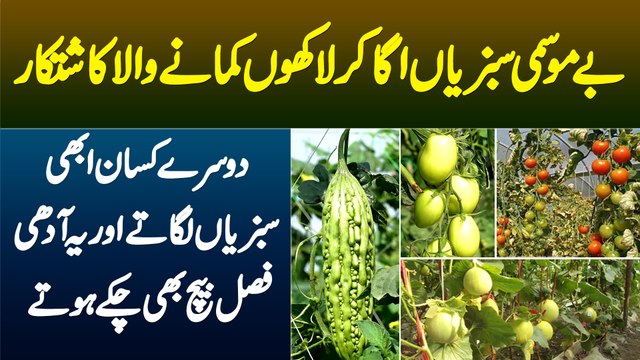 Non Seasonal Vegetables Se Lakhon Kamane Wala Kisan, Doosre Kisano Se Pehle Adhi Fasal Bech Bhi Dete