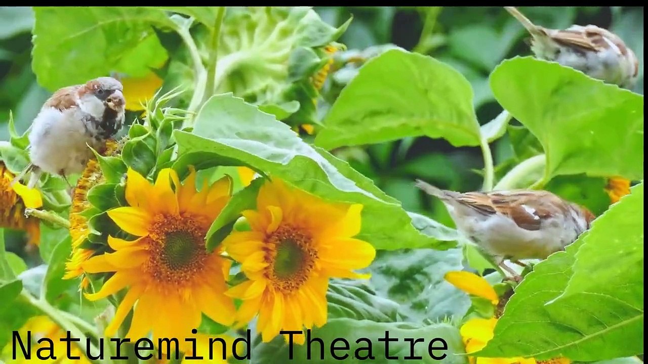 Best Soothing Birds' Chirping Sounds To Help You Sleep and Relax | Achieve Ultimate Relaxation