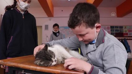 Öğrencilerin sahiplendiği kedi okulun "161. öğrencisi" oldu
