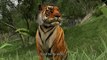 Far Cry 3 : Les sauvages : A la rencontre de Vaas et Buck