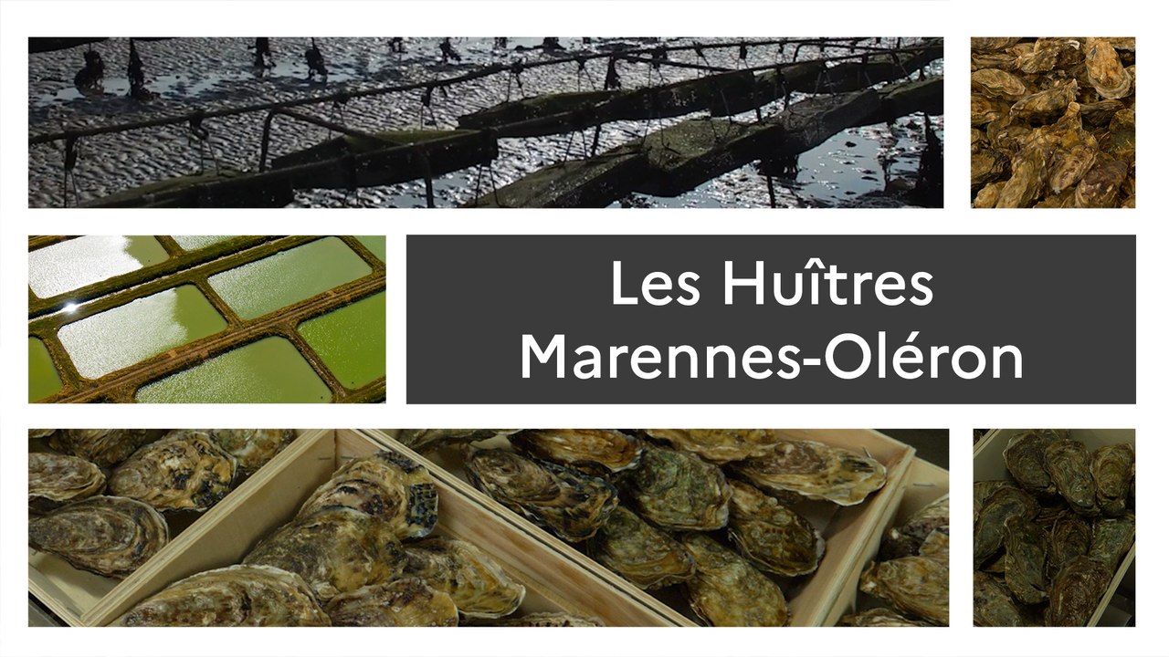 Un produit, un territoire les huîtres Marennes-Oléron
