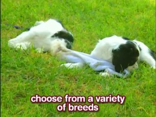 Mon Ami le Chiot : Elevez votre chiot