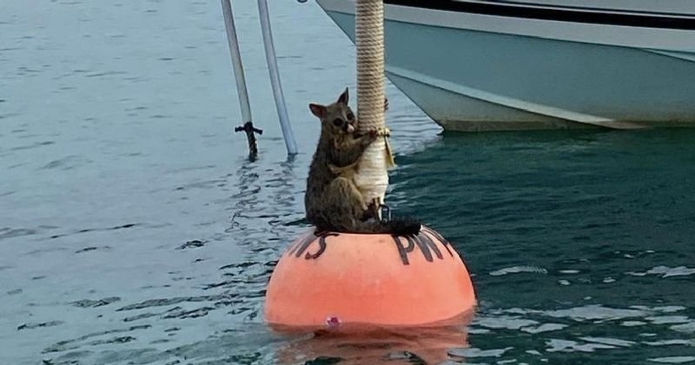 Australie : un opossum, terrifié par l'eau et réfugié sur une bouée, a été sauvé par un plongeur 