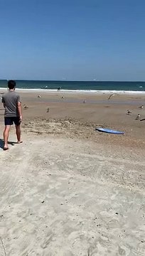 Une mère parie 100 euros avec ses enfants pour attraper une mouette