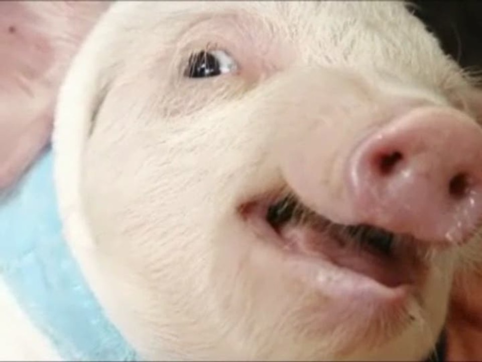 Monster Hunter G : Comme cochon et chat 2