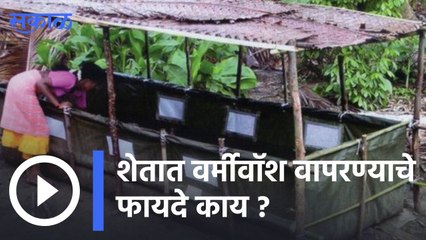 Agriculture News | शेतात वर्मीवॉश वापरण्याचे फायदे काय आहेत? | Sakal |