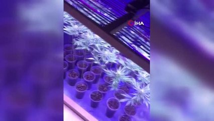 Başkent'te yapılan operasyonda 152 kök Hint keneviri ele geçirildi