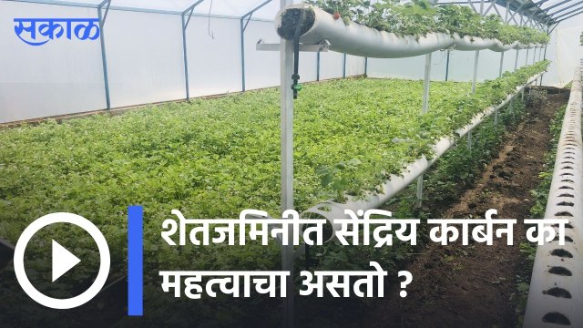 Agriculture News | शेतजमिनीत सेंद्रिय कार्बन का महत्वाचा असतो ? | Sakal |