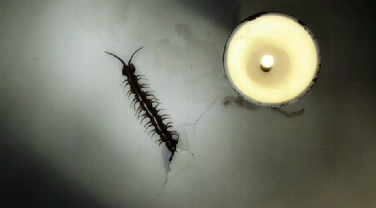 Alice : Retour au Pays de la Folie : Teaser