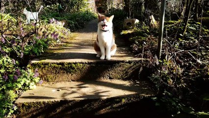 Geliebte Katzen - gerade nochmal gutgefangen