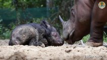 In Indonesia è nato un raro cucciolo di rinceronte di Sumatra