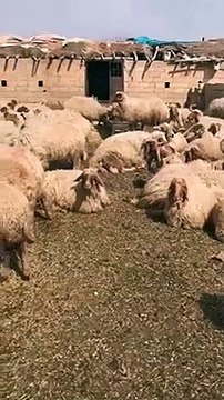 CHP’li Tanal: Şanlıurfa’da 17 koyun gözaltına alındı