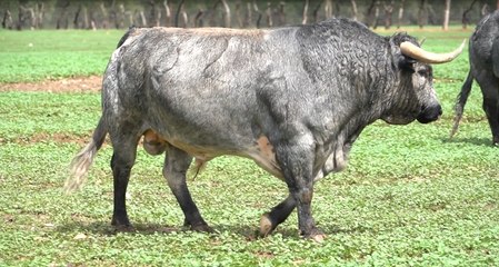 Pallarés - Emilio de Justo