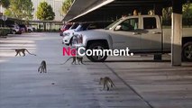 Monkeys near Florida airport delight visitors