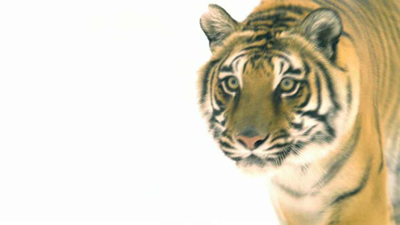 MX vs ATV Reflex : Comment amadouer un tigre