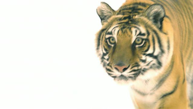 MX vs ATV Reflex : Comment amadouer un tigre