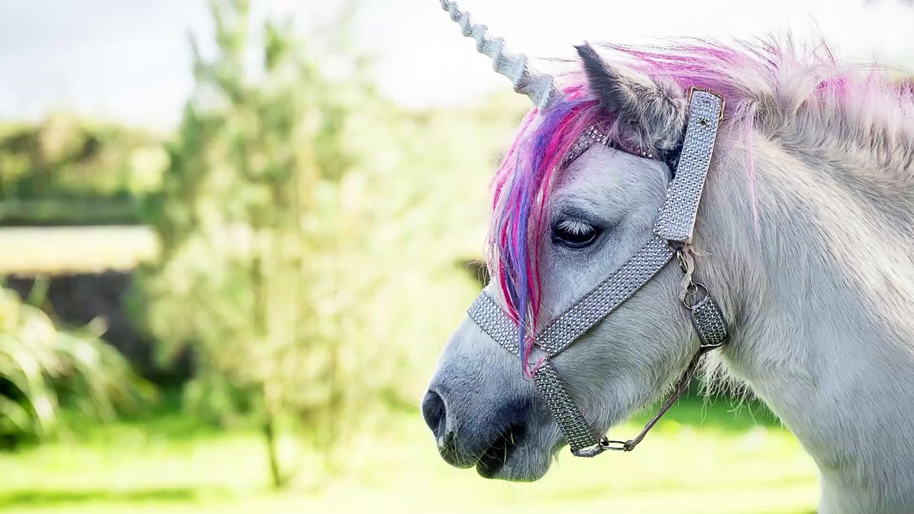 What day is Unicorn Day - and why is it the National animal of Scotland? -  video Dailymotion