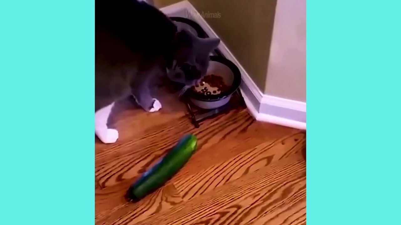 Funniest Cats and Dogs | Funny Animal Videos | Fun Shorts #511