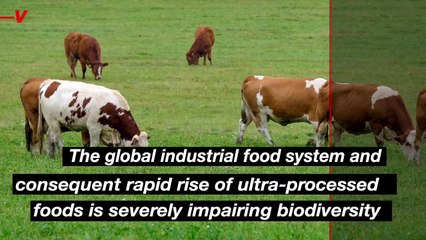 Ultra-Processed Foods Are Trashing the Planet and Our Health
