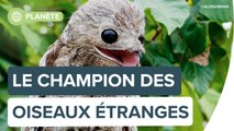 Voici probablement l'oiseau le plus curieux qui existe | Futura