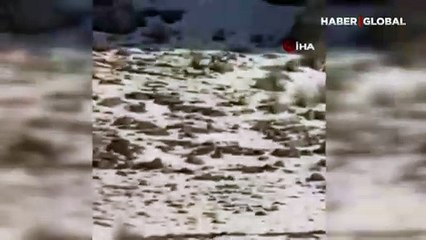 Yaban keçilerinin peşine düşen kurtlar görüntülendi