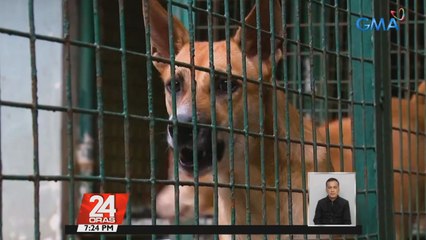 #KuyaKimAnoNa?: WHO: 59,000 katao sa buong mundo ang namamatay dahil sa rabies kada taon  | 24 Oras