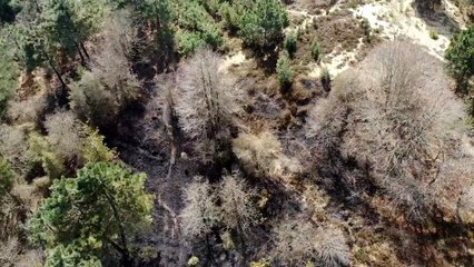 Belgrad ormanında korkutan yangın