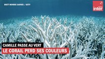 La Grande Barrière de corail perd ses couleurs
