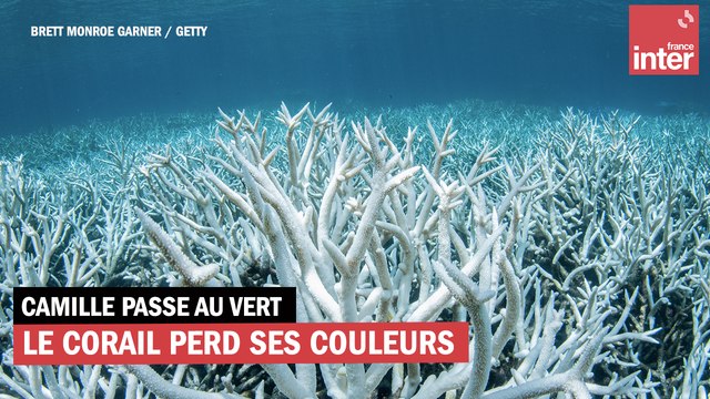 La Grande Barrière de corail perd ses couleurs