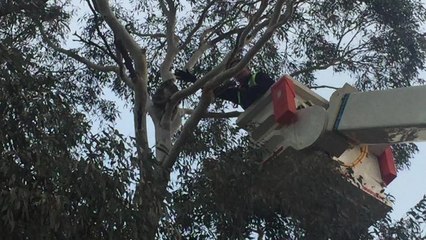 Koala rescued from tree at The Lagoon