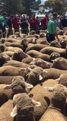 Zadow ewes make $336 at Lameroo