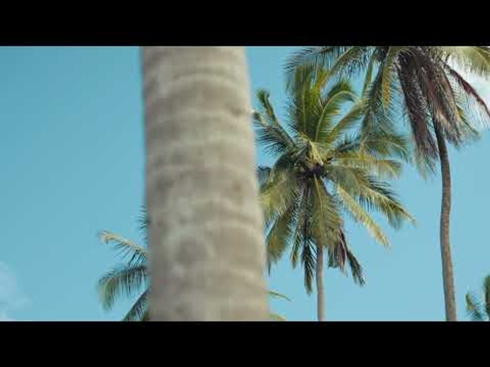 Palmtrees