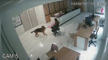 Pup Pulls Person Around Office