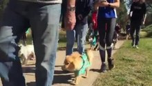 2019 Million Paws Walk at the Macquarie River