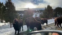 Serene Skies Driving Side by Side with Bison in Yellowstone